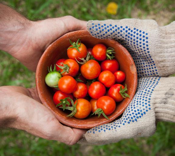 two people's hands holding bowl of tomatoes