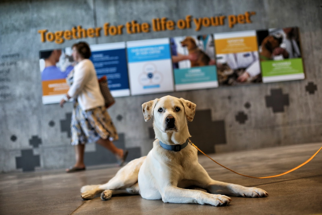 The Banfield Foundation Objective