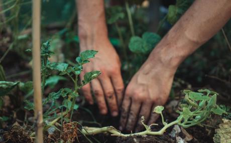 hands digging in dirt, gardening