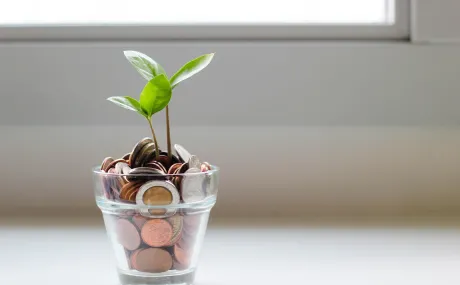 plant in money pot