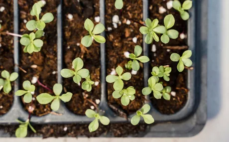 Planting starts